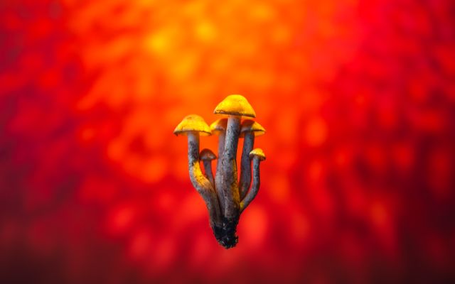 Small cluster of yellow-capped mushrooms with dark stems against a vivid red and orange bokeh background